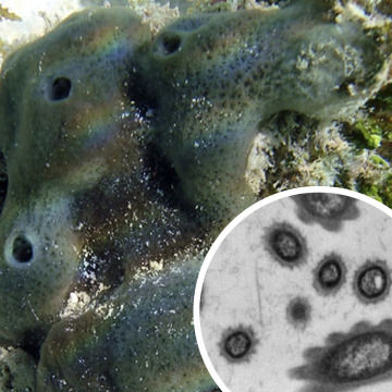 Amphimedon sea sponge bacterial holobiont